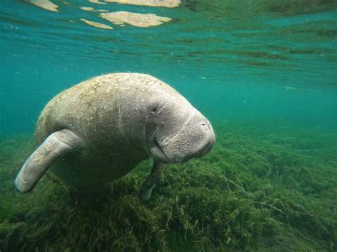 Snorkel with Manatees in Crystal River, Florida | Nature's Discovery