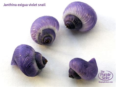 Purple Snails as Unique as Purple Fan Humans - The Purple Store's ...