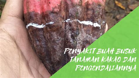 Penyakit Buah Busuk Tanaman Kakao dan Pengendaliannya - Agribisnis ...