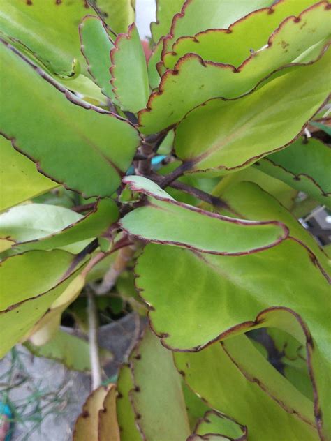 5 Leaf Of Life Stem Cuttings Miracle Plant Asthma Herbal Tea | Etsy