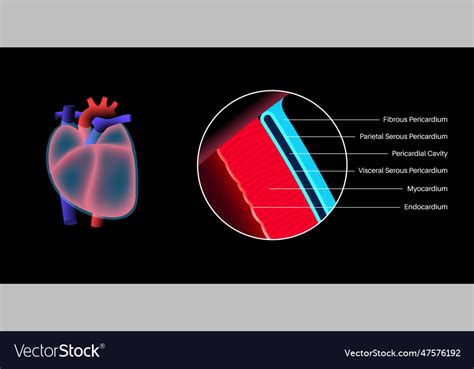 Heart wall anatomy Royalty Free Vector Image - VectorStock