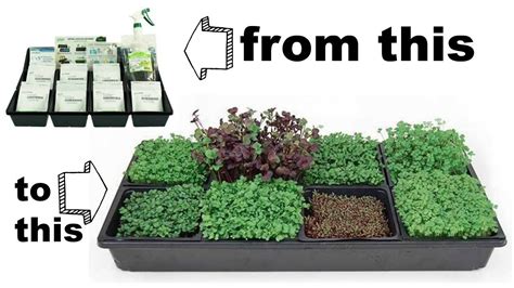 Hydroponic Microgreens Starter Kit from True Leaf Market - YouTube