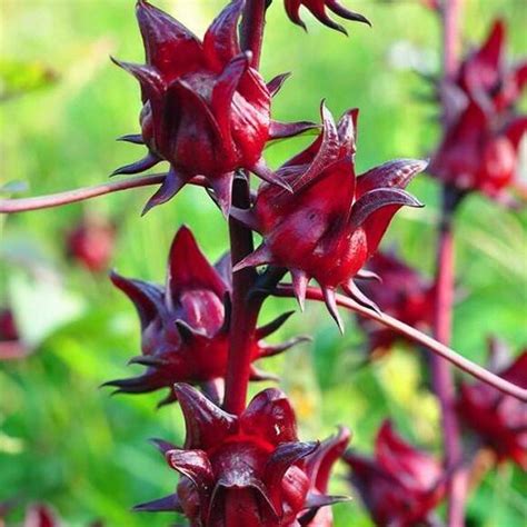 Hibiscus Roselle – Sigsbee Seedlings