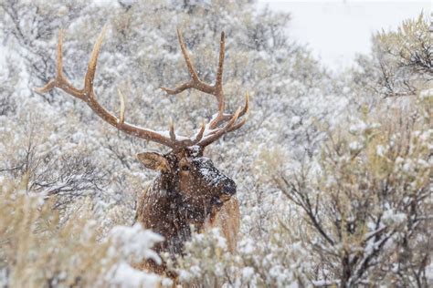 Trip Report: Yellowstone Wildlife Safari – October 2021