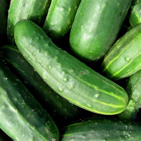 Seeds for Marketer Cucumber | Cucumis sativus | Amkha Seed