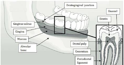 Orofacial structures | Download Scientific Diagram