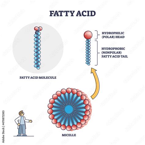 Vettoriale Stock Fatty acid molecule with micelle and side view ...