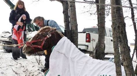 Several horses perish after falling into icy slough | CBC News