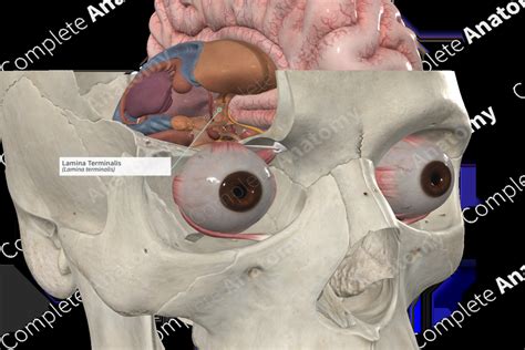 Lamina Terminalis | Complete Anatomy