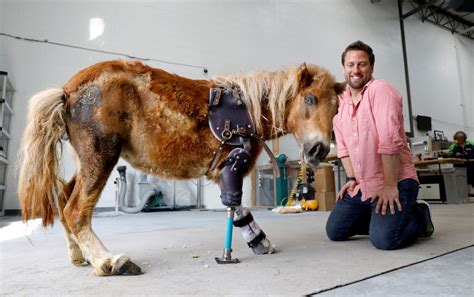 Injured animals regain motion with prosthetics | New York Post