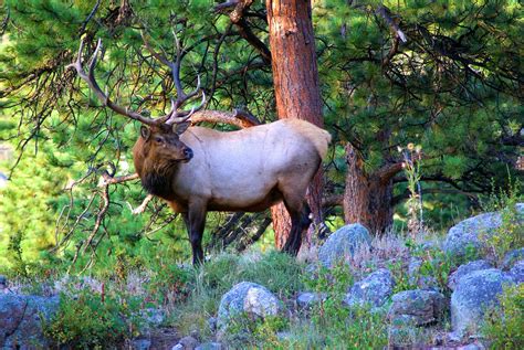 Rocky Mountain National Park Itinerary | Grounded Life Travel