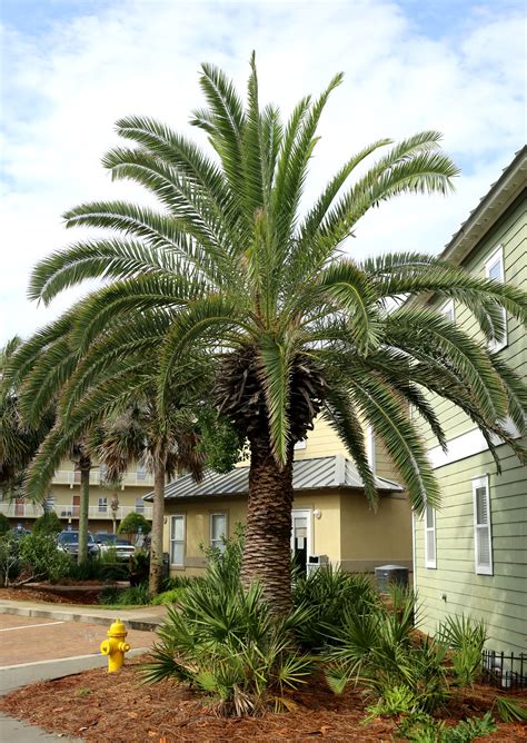 florida palm trees - Live Out Inspiration