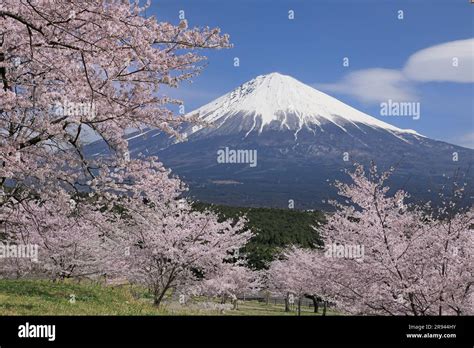 Mt. Fuji and Cherry Blossoms Stock Photo - Alamy