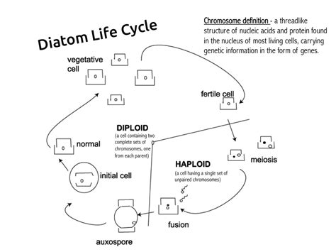 Centric Diatom Life Cycle Diagram | Quizlet