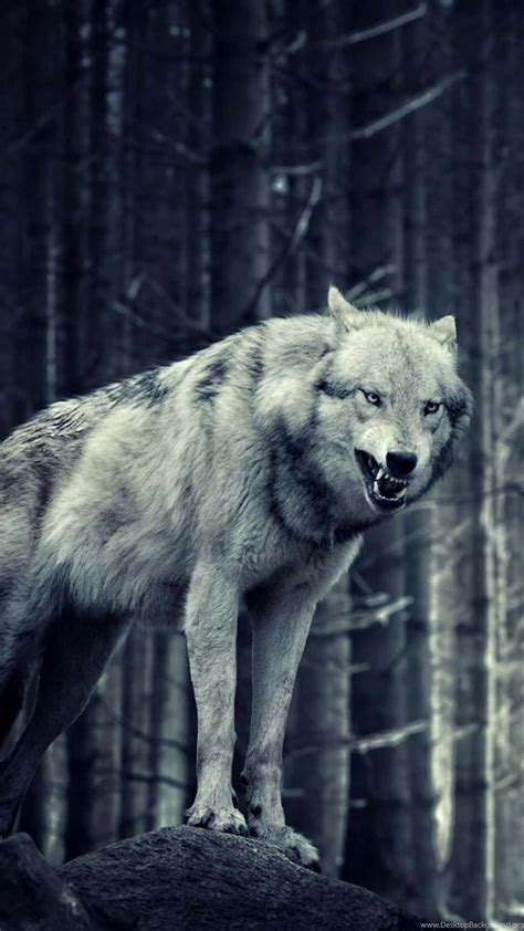 Download Wild And Fiercly Beautiful; A Majestic Wolf In Its Natural ...