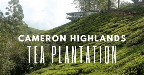 Recommended Tea Plantations To See In Cameron Highlands