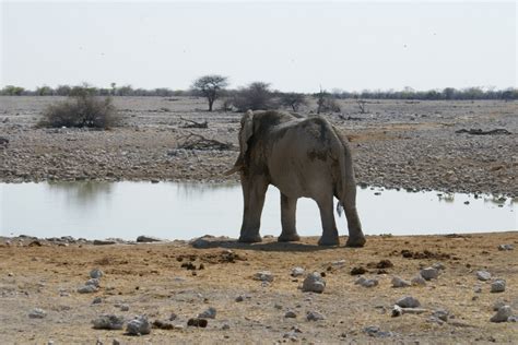 Free Images : adventure, wildlife, herd, mammal, fauna, savanna, safari, namibia, indian ...