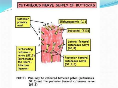 Anatomy of Gluteal Region