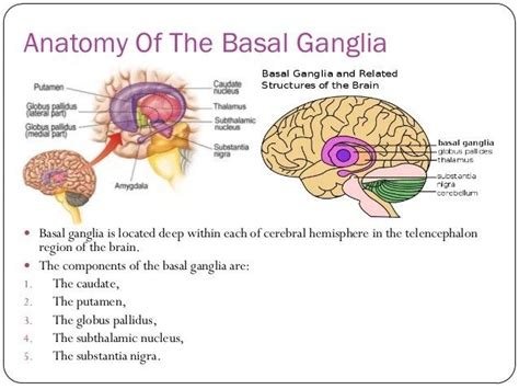 Brain Anatomy, Human Anatomy And Physiology, Medical Anatomy, Basal Ganglia Anatomy, Brain ...