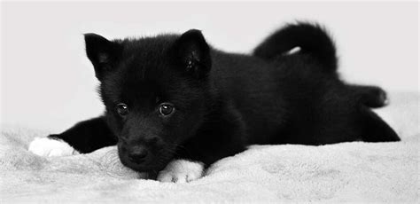 All Black Husky Puppies