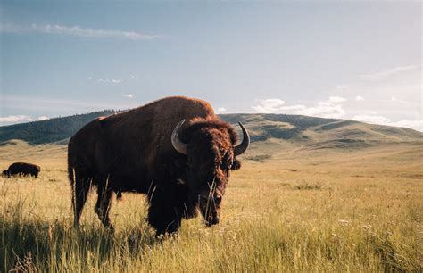 THIS, HERE, LIGHT - National Bison Range, Montana you have to be a...