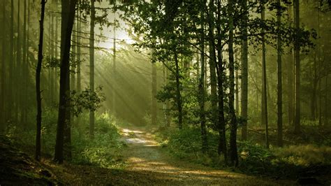 landscape, Nature, Anime, Trees, Forest, Path, Sun Rays, Dirt Road Wallpapers HD / Desktop and ...