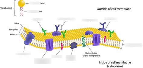 Diagram of Cell Membrane Diagram | Quizlet