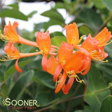 Mandarin Honeysuckle | Sooner Plant Farm