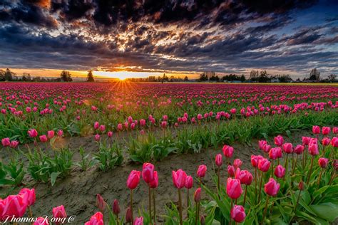 Tulip Field at Sunset - It was taken at Skagit Tulip Festival on April 6th, 2018. | Tulip fields ...