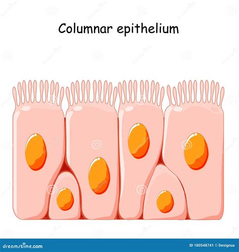 Ciliated Columnar Epithelium Stock Vector - Illustration of education, lining: 180548741