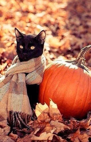 Pin by Chandler Chandler Choo on Ahhhh....Autumn | Halloween cat, Cats, Black cat