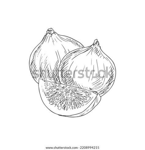 Figs Whole Cut Isolated Sketch Vector Stock Vector (Royalty Free ...