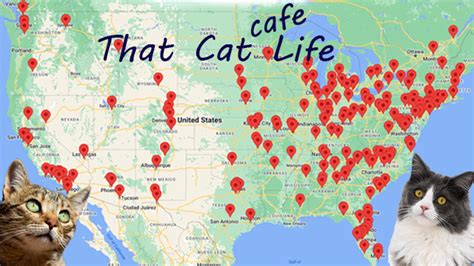 Find a Cat Cafe Near Me – That Cat Life