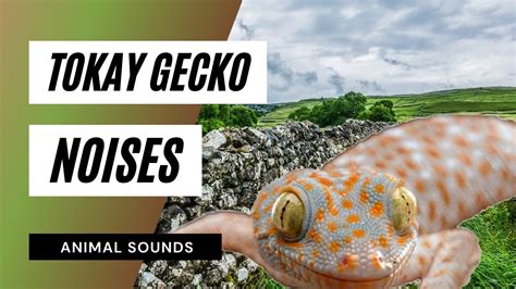 The Animal Sounds: Tokay Gecko , Noises / Sound Effect / Animation - YouTube