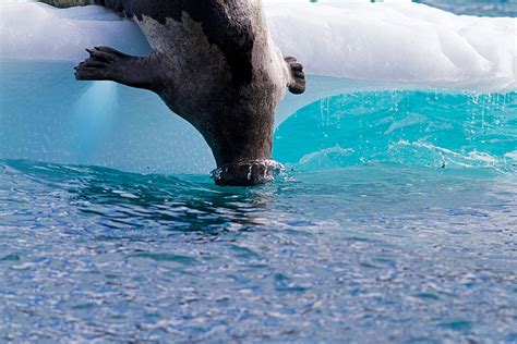 life in the freezer – greenlandic wildlife | Korhan Özkan