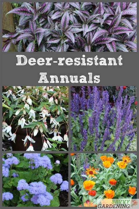 Deer repellent plants – Artofit