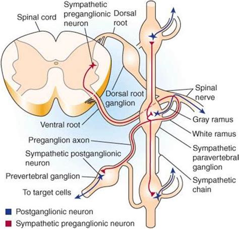 Autonomic Nervous System - Ganong’s Review of Medical Physiology, 24th Edition