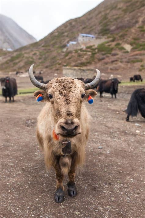 Domestic yak stock photo. Image of horn, cattle, head - 75654320