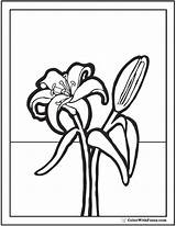 Stargazer Lily Coloring Page At GetColoringscom  Free Printable sketch template