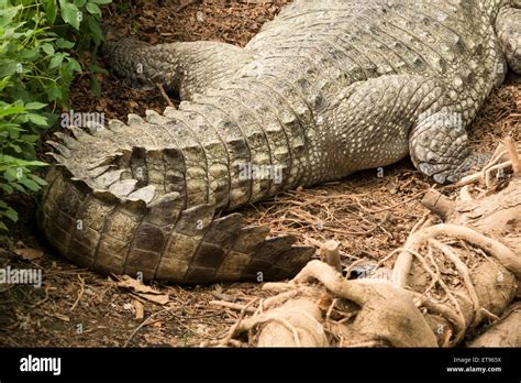 Tail Crocodile Alligator Stock Photo - Alamy