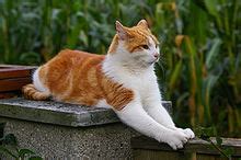 Chat Roux Et Blanc • Les plus belles photos par Bonjour Nature