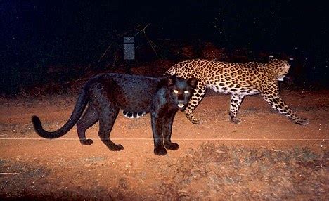 Black Leopard spotted in Karnataka Forest - India's Endangered