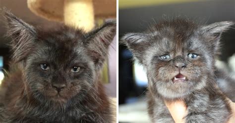 This Cat With A Human-Like Face Is Going Viral, And We Can’t Unsee It ...