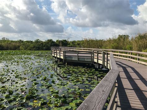 Everglades Anhinga Trail - TRIPS TIPS and TEES