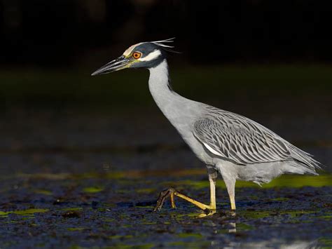 Can Birds See At Night? (All You Need To Know) | Birdfact