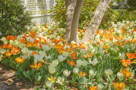 An Inside Look at the White House Garden Tour