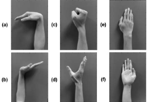 Six different kinds of hand movements (a) wrist flexion (b) wrist ...