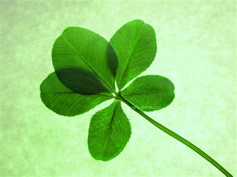 Macro Lucky Green Five Leaf Clover with Green Background Wall