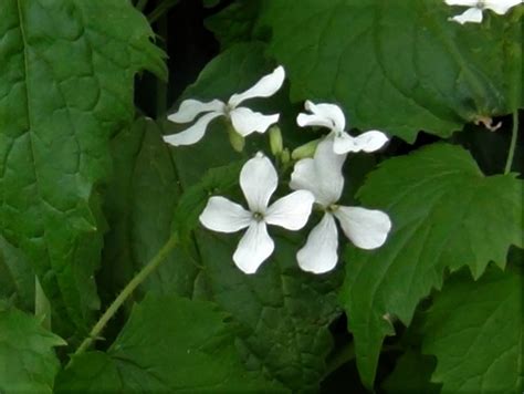 Honesty, Moonwort, Money Plant, Lunaria annua