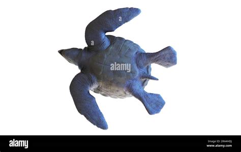 Archelon prehistoric turtle, illustration Stock Photo - Alamy